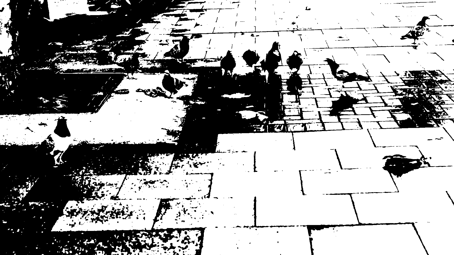 pigiens